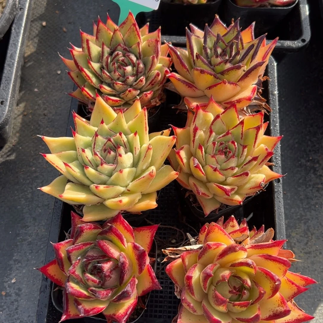 从前慢多肉精选编号0124.225