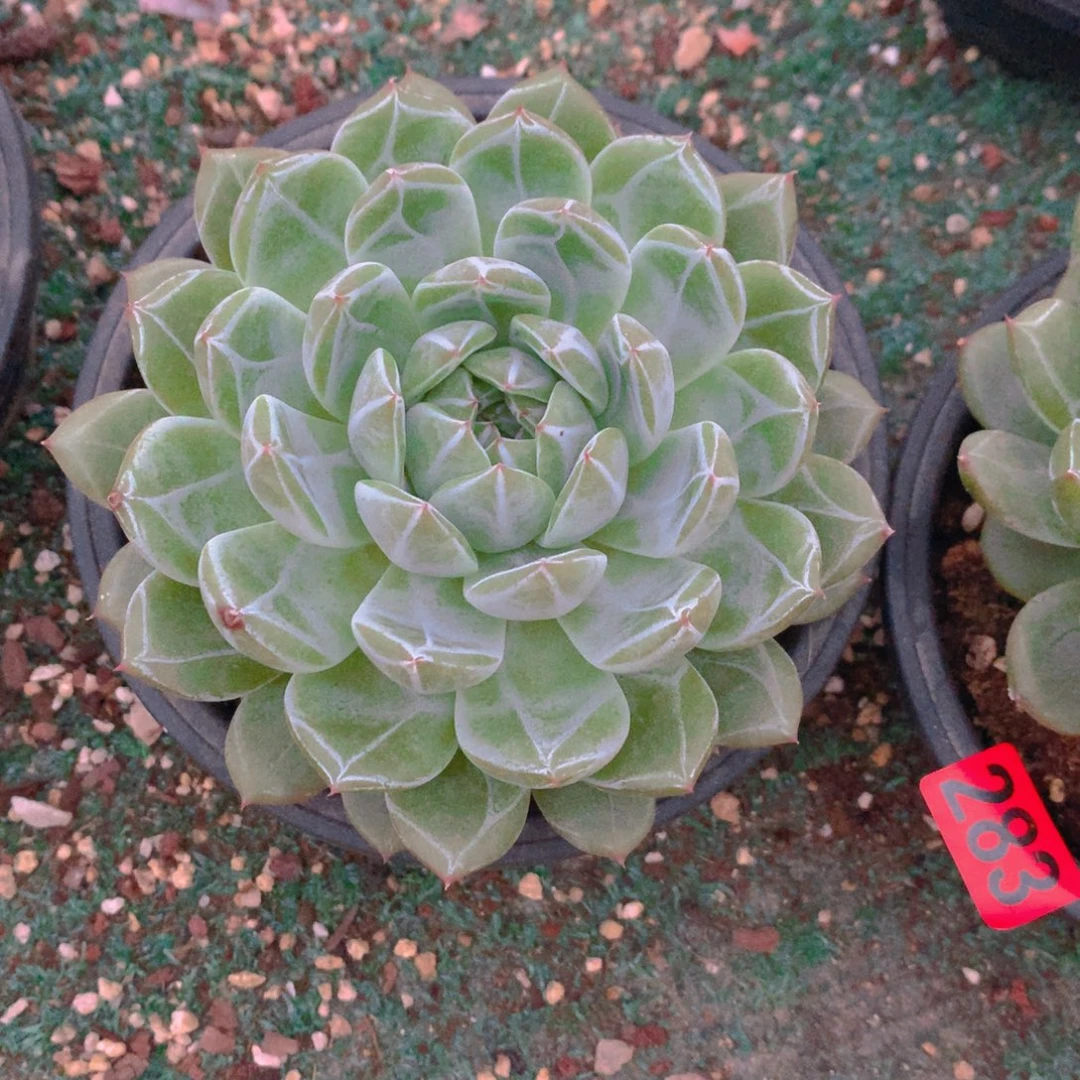 277雪花11111111111