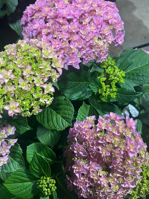 (太阳神殿)重瓣绣球花耐热耐寒