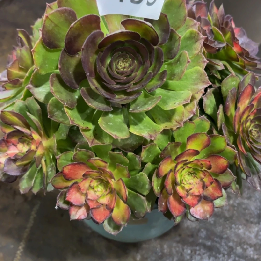 哈哈多肉葡萄福利453