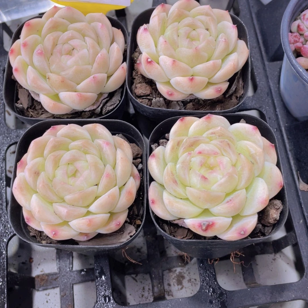 840号 白胖子白桃汽水单头一个