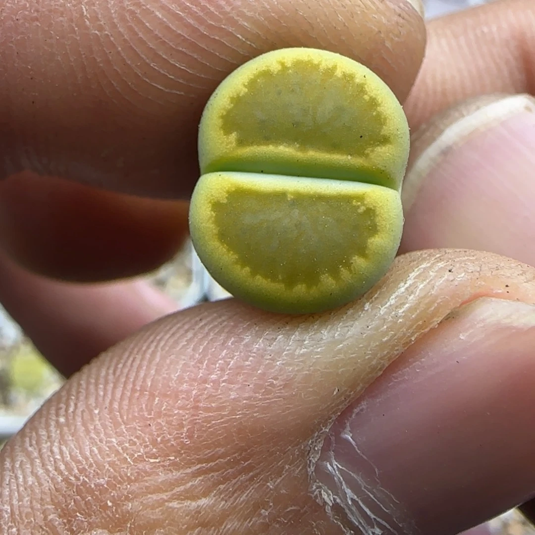 281 生石花大棚直播