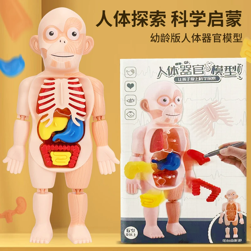 儿童启智科教人体器官模型摆件DIY拼装STEAM医学早教益智玩具