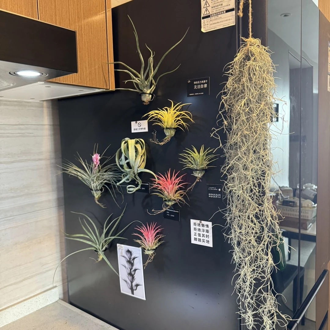 磁吸空气凤梨支架冰箱贴绿植创意软装装饰品