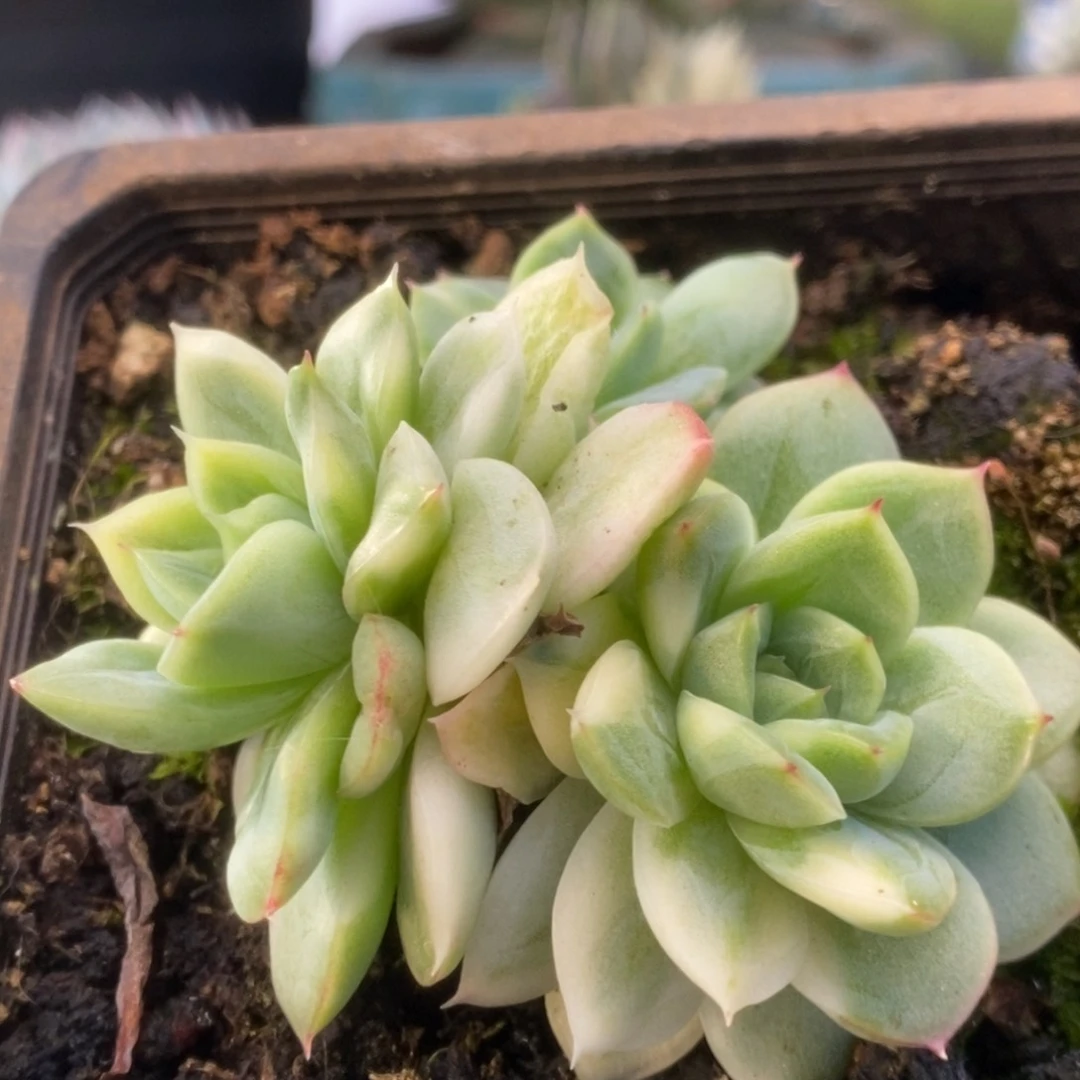 519东云杂锦锦锦锦锦锦锦