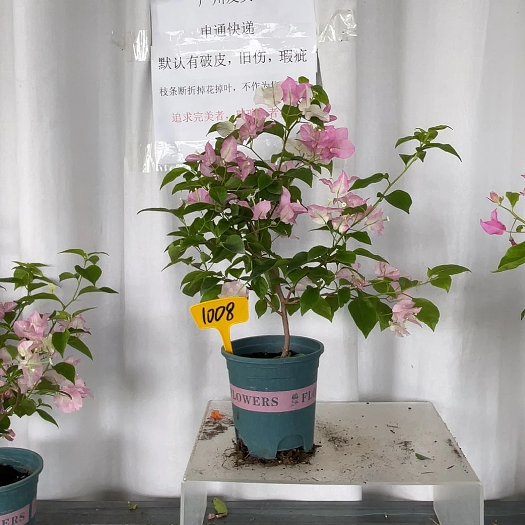 当前无花栽培后可以开花1008口红扦插苗