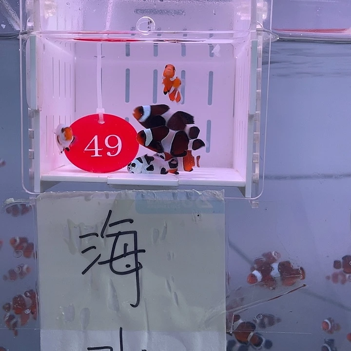 海水鱼精品混搭6条