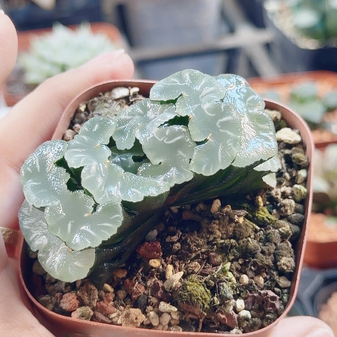 十二卷鬼岩稻妻福利