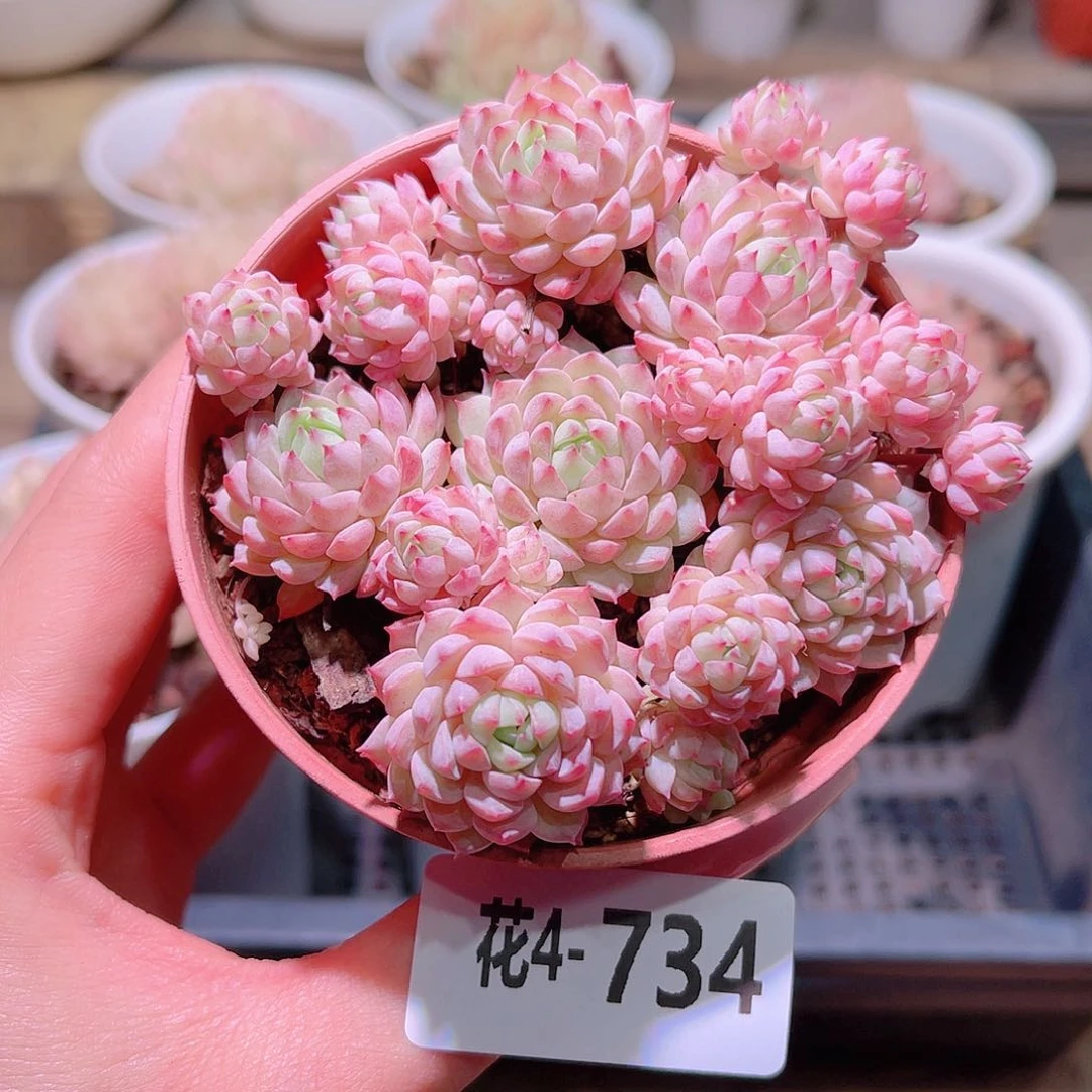 花利美4-734小粉莓