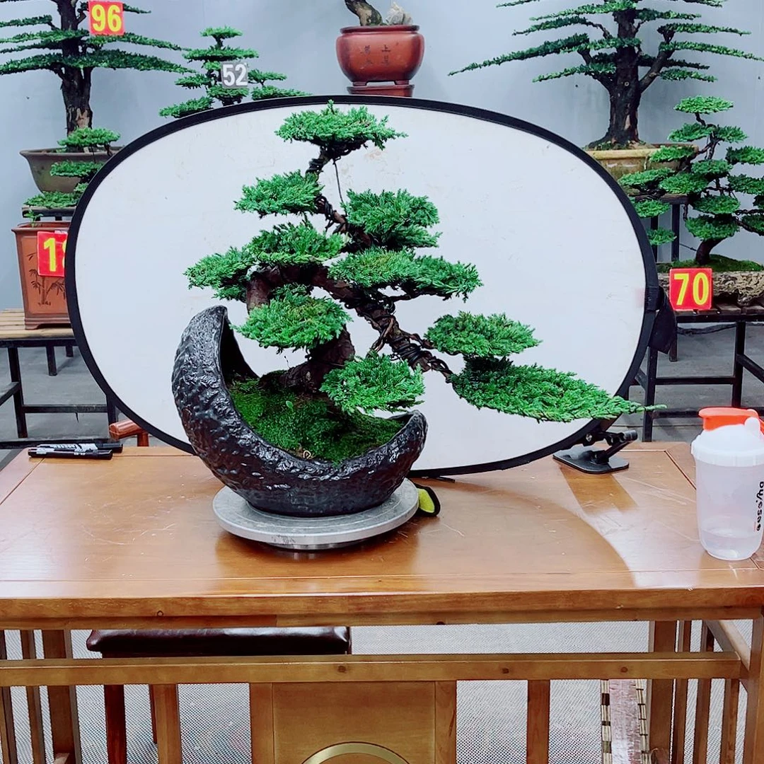 无花朵精品盆景一物一拍