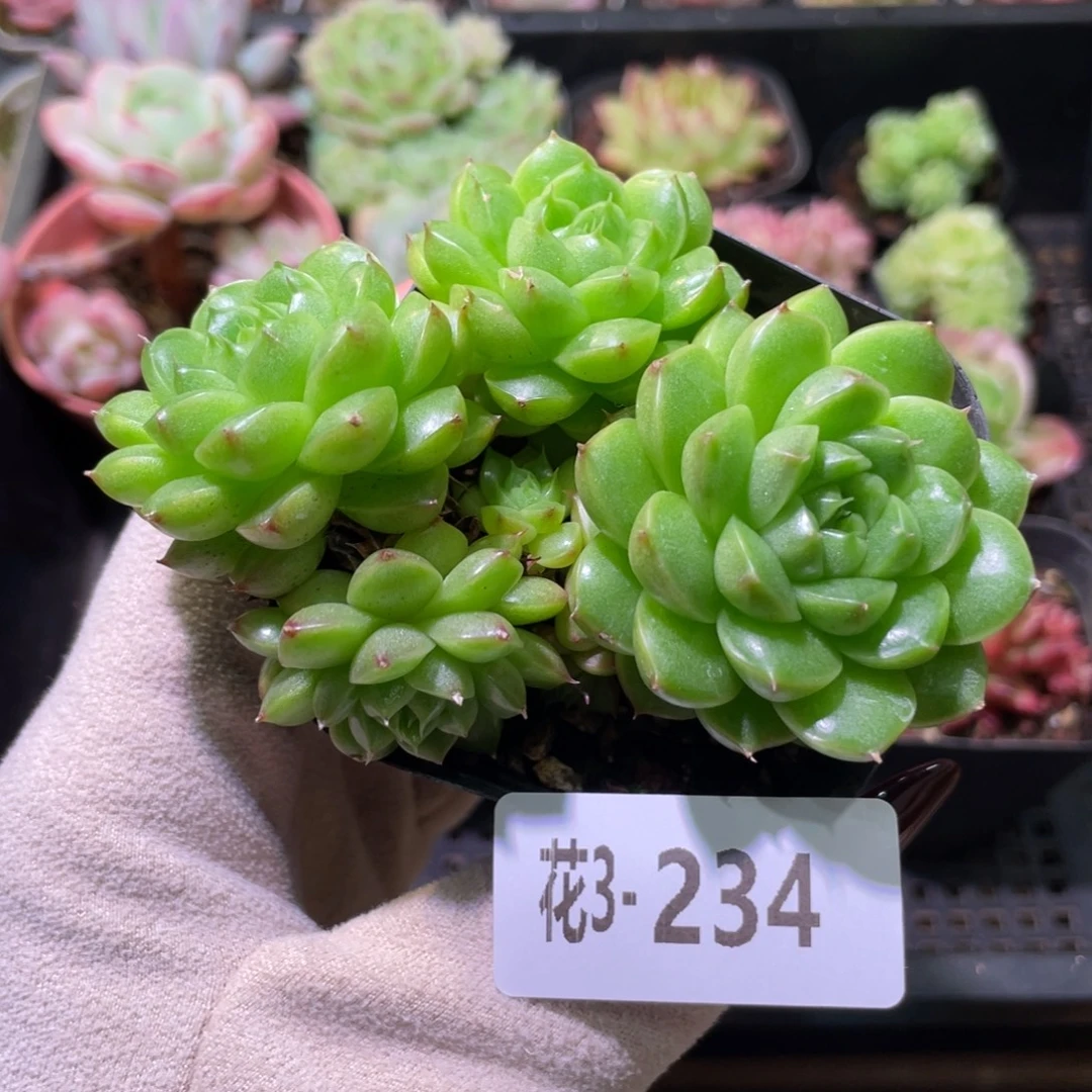 花利美3-234海王群