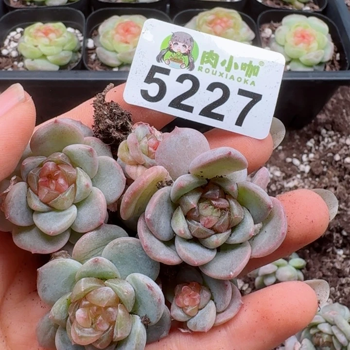 多肉植物多肉植物