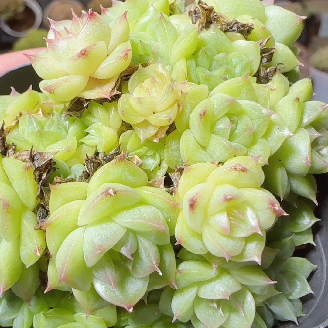 花语逸镜1118-117散