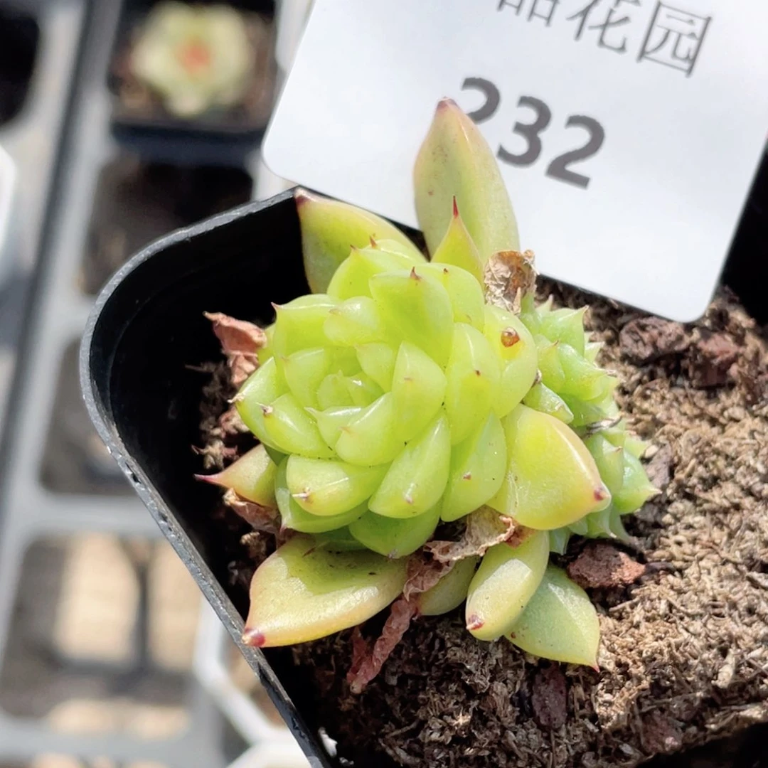 232号糖心冰心珍妮