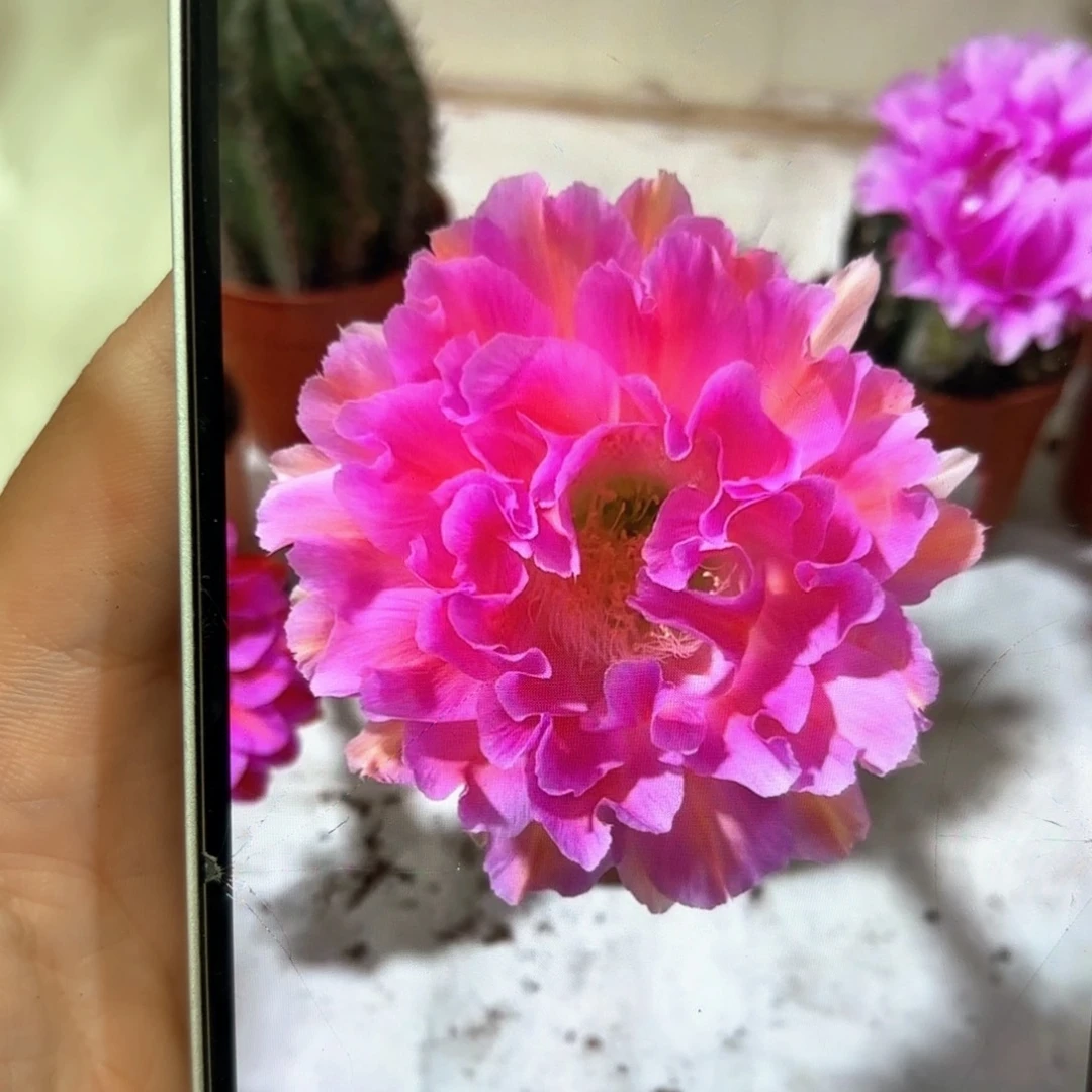 彩草2号7公分左右