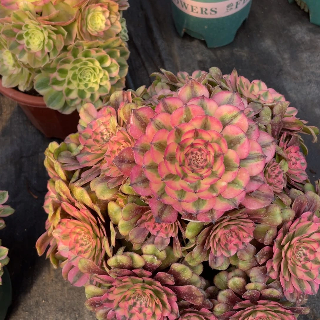 紫砂茶杯冉*分反反复复反反复复