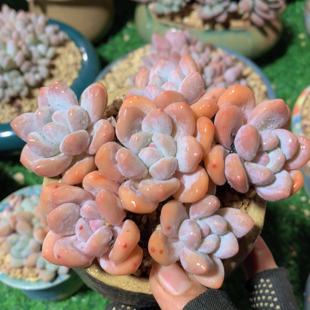 香水12 公分一物一拍