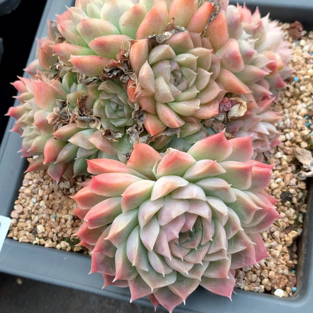 5789瑕疵不售后特价处理