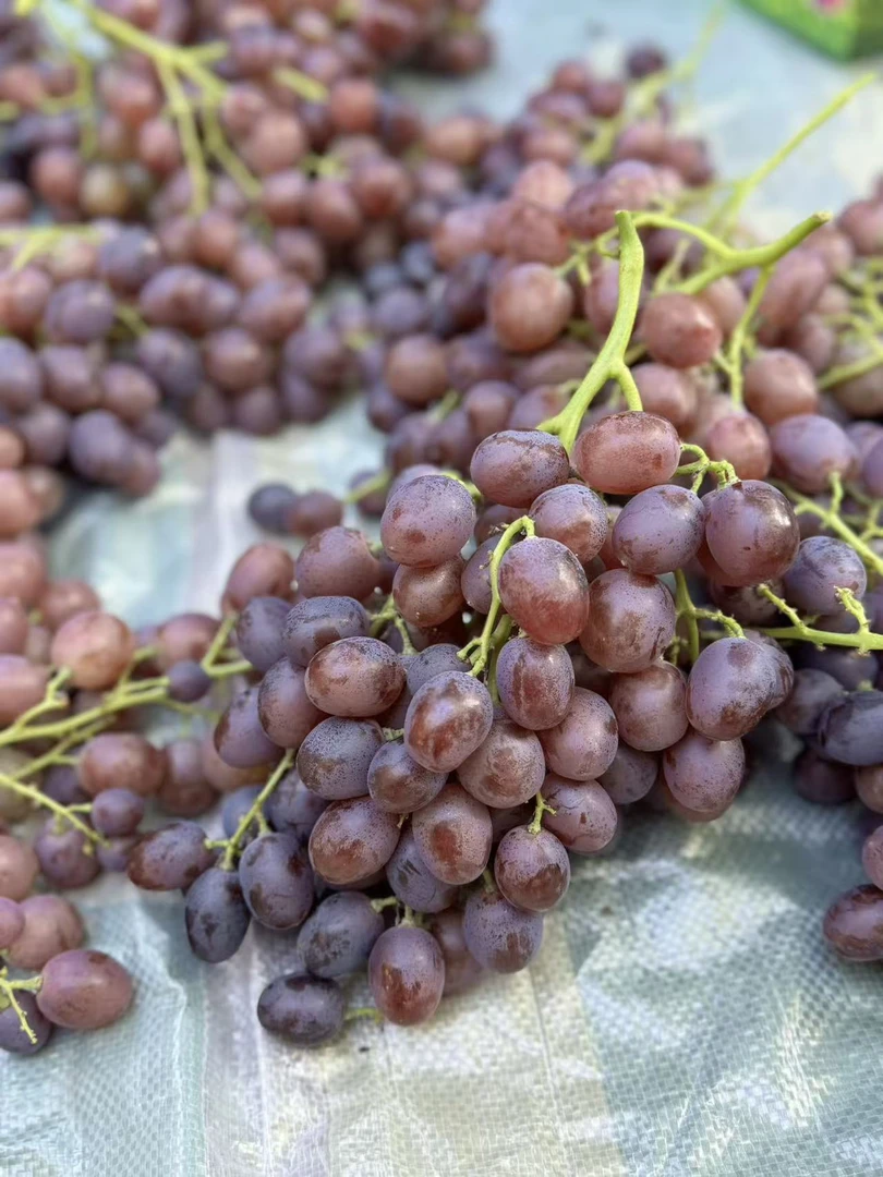 广大自家玫瑰香葡萄