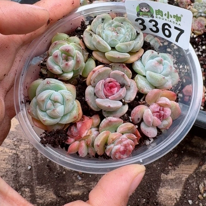 多肉植物多肉植物