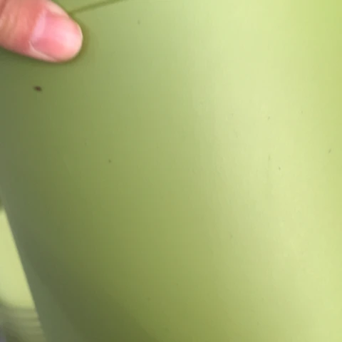 树脂25果绿无托6个