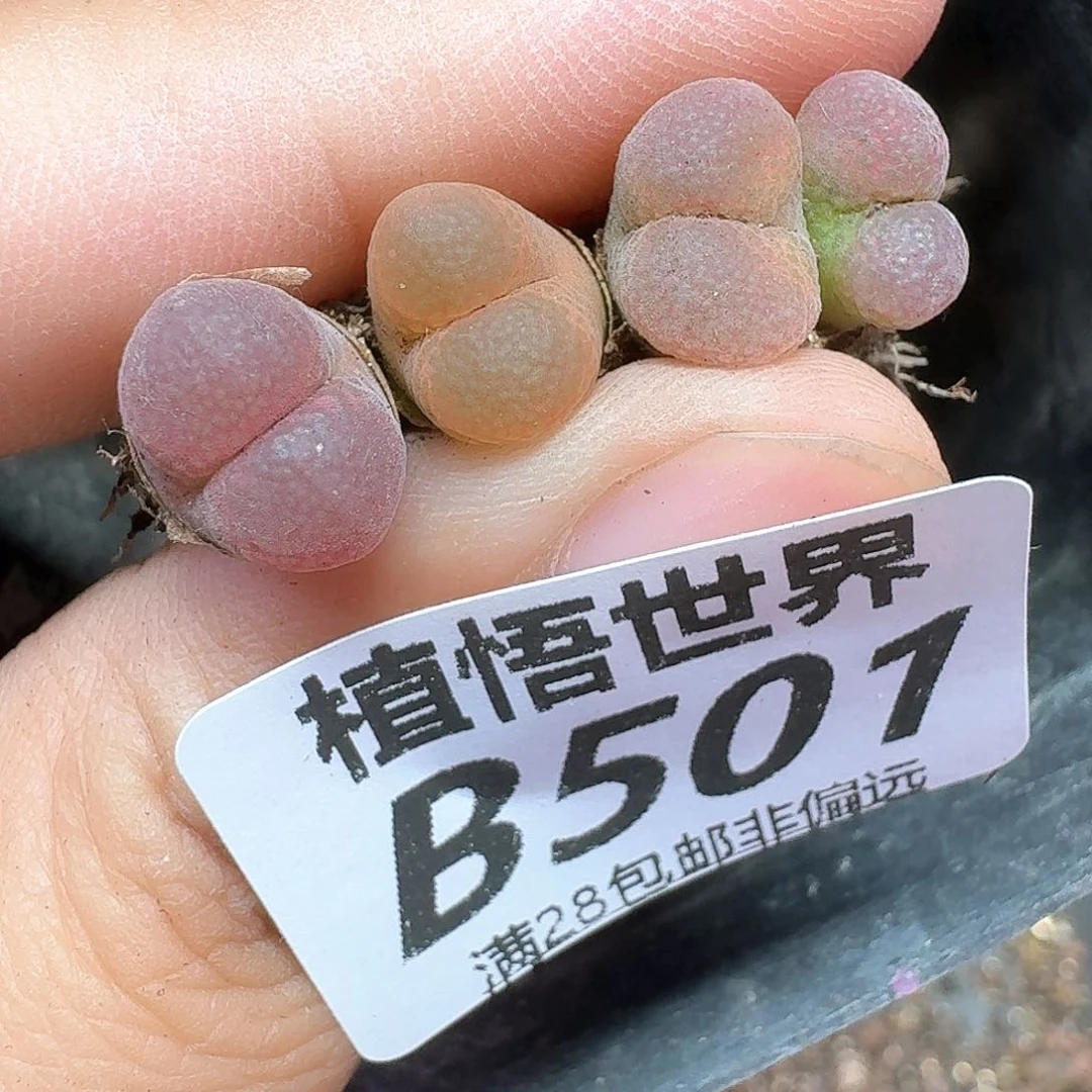 多肉植物多肉植物为序