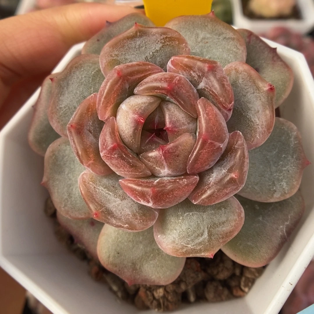 红色恋人可拍340号。