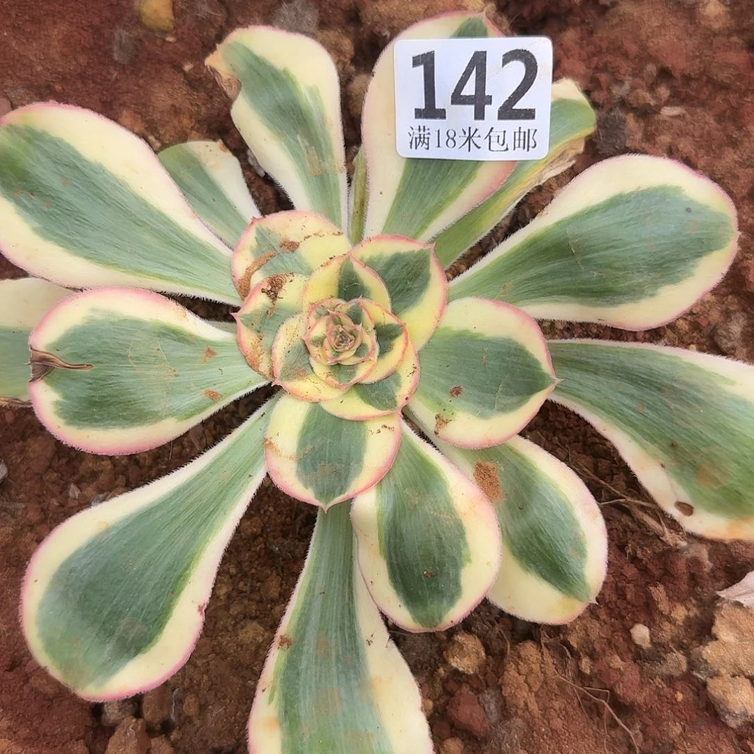 142王菲君美丽福利