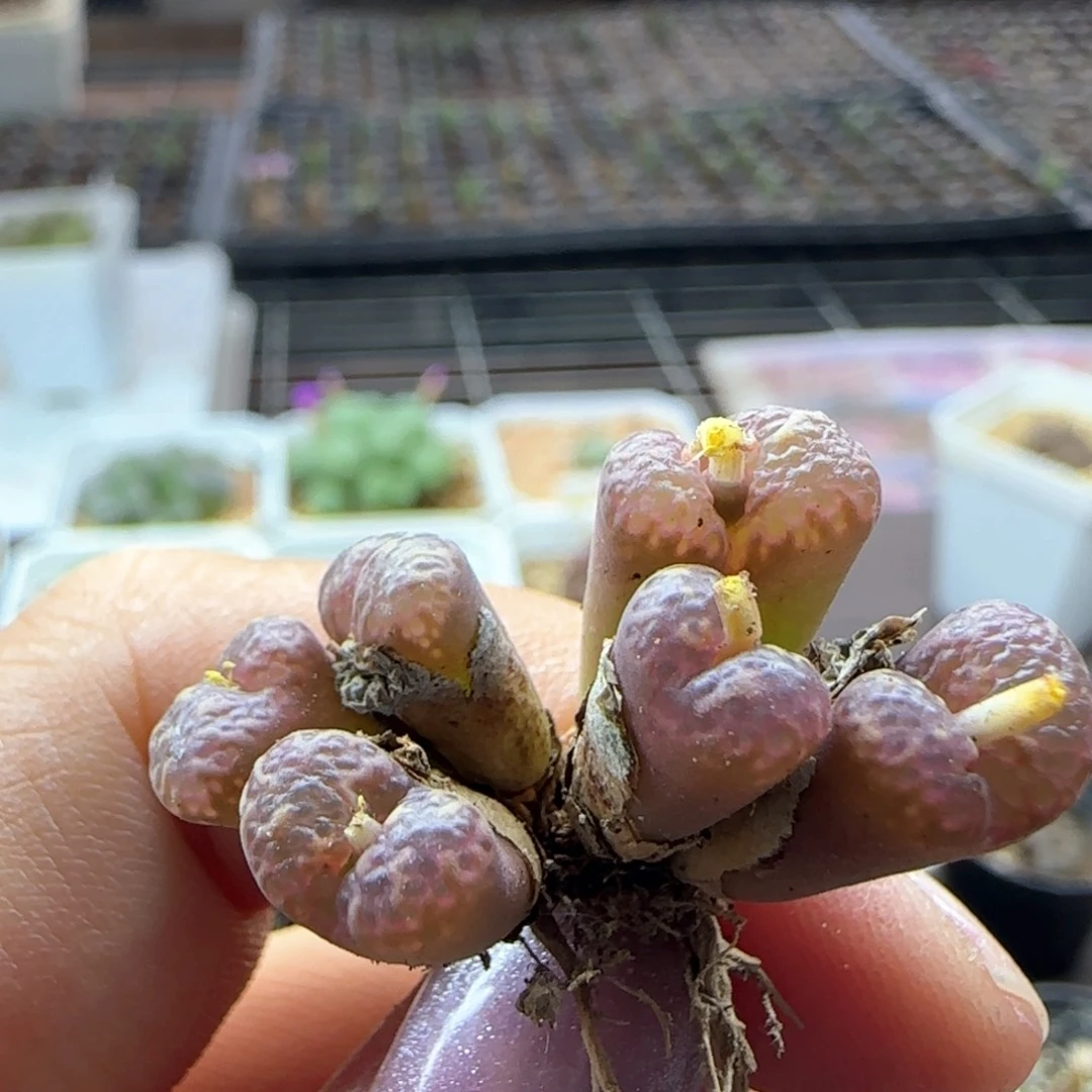 6231 大白多肉植物园