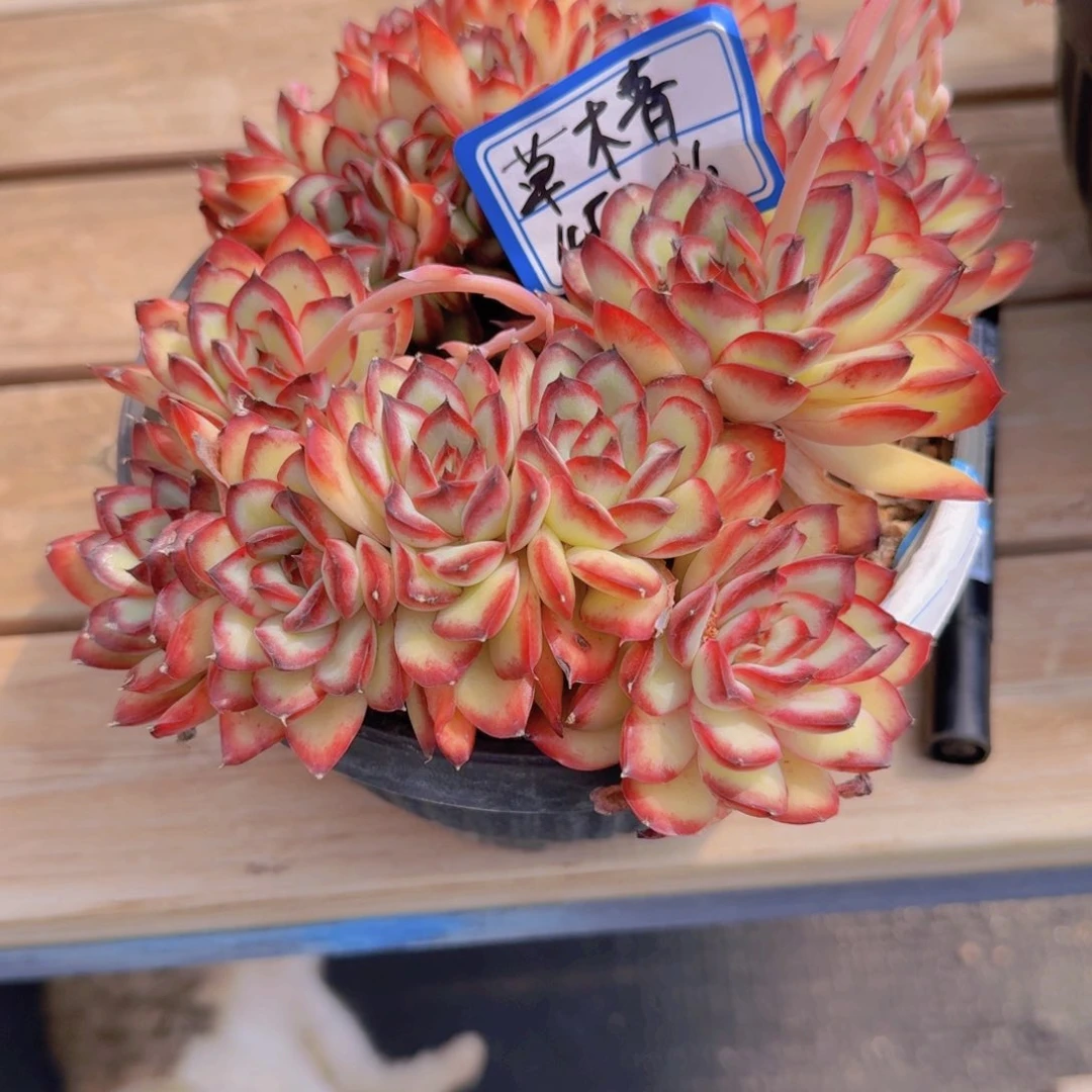 草****╮草木青肉酱凡艺多肉