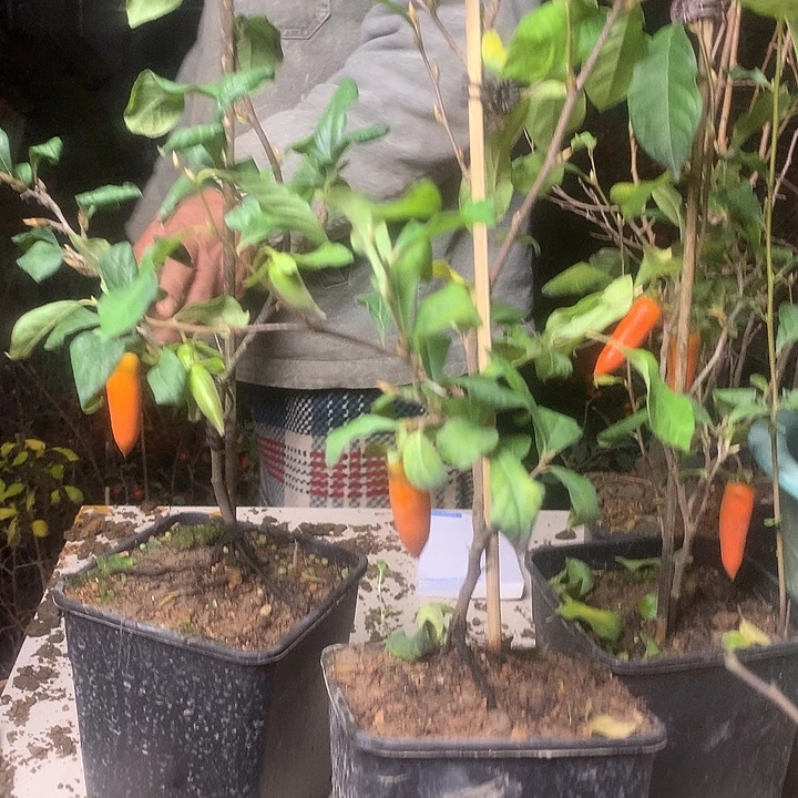 无花朵老鸦梦之那