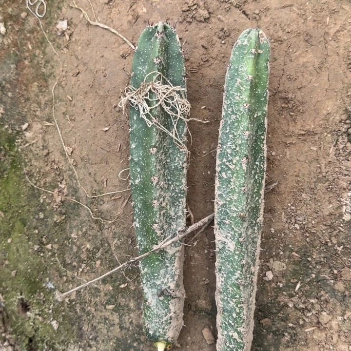 212黑刺秀普歪20公分以上无根侧牙斑，20包邮