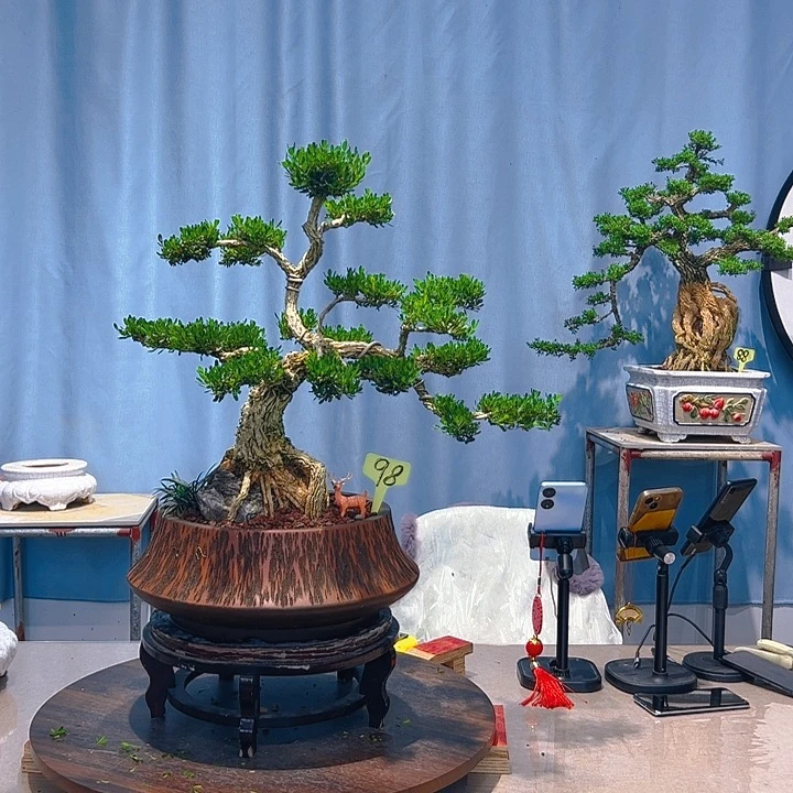 无花朵广东皱皮雀舌黄杨