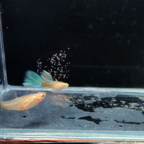 孔雀鱼黄化蓝草一对