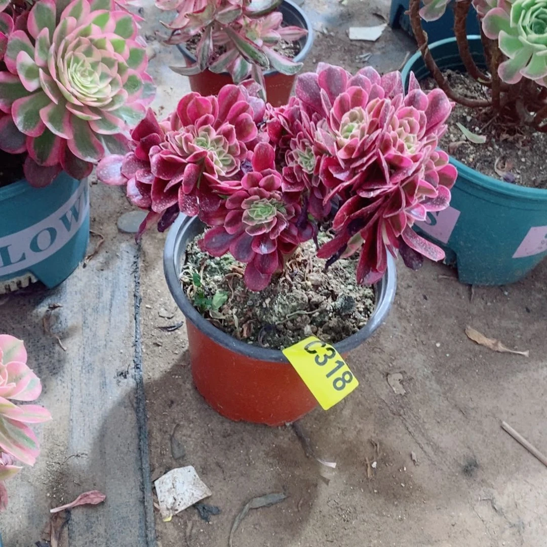 美杜莎缀多肉法师318