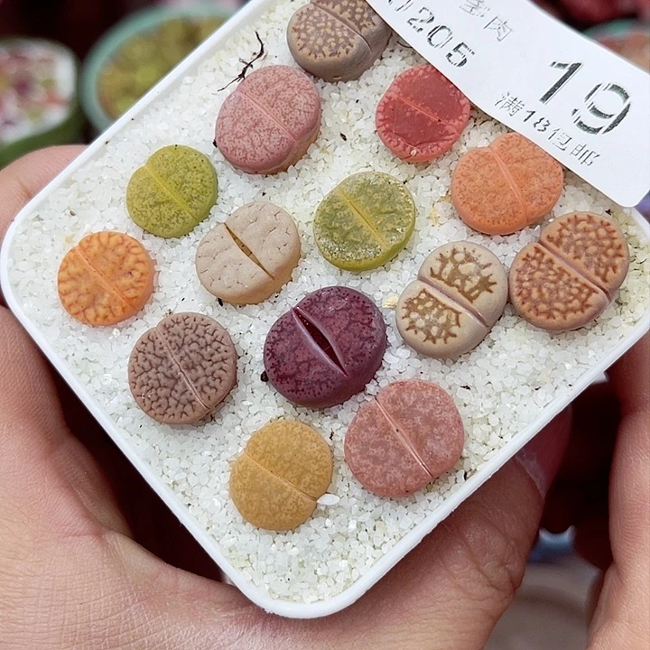 多肉植物生石花5-19