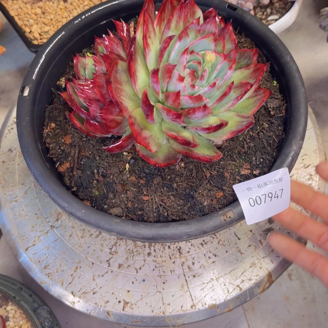 多肉一物一拍7947