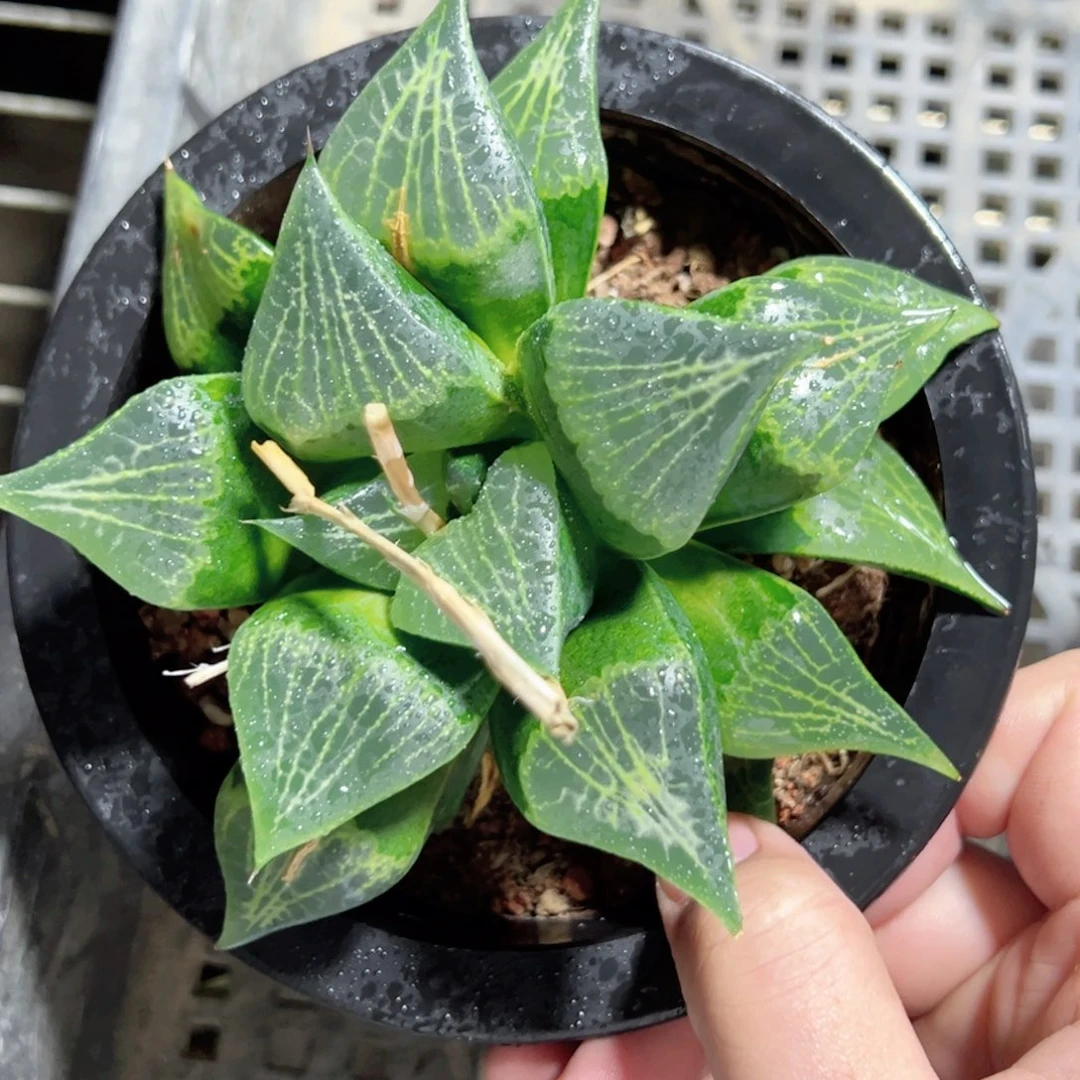 小*3011多肉植物一颗