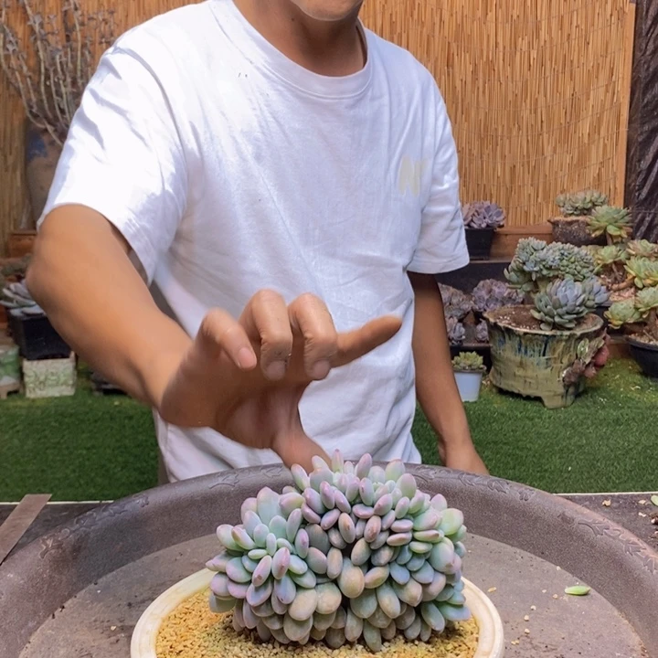玉***华208号粉兔多肉植物