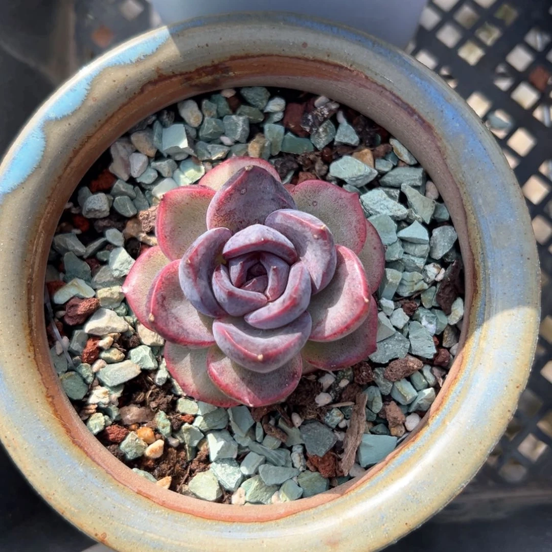 橘****宝黑橙（满38包邮）多肉