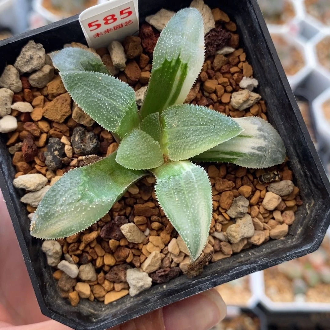 585柳叶蓝光磨面寿锦一物一拍