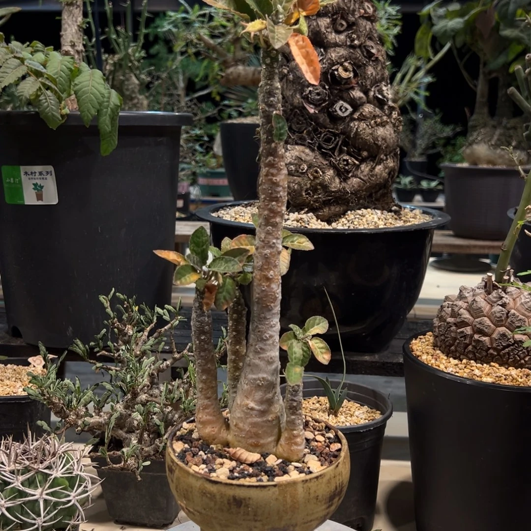 ****)919硫桑带盆发货植物