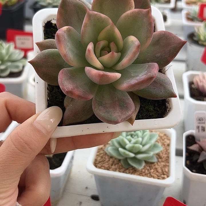 3167卡梅拉锦多肉植物