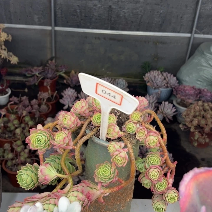 默*绿墙微多肉植物044