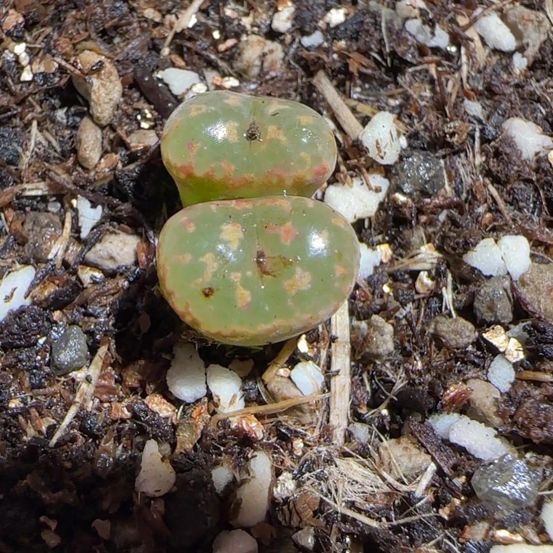 肉锥多肉植物组合-爱心勋章656