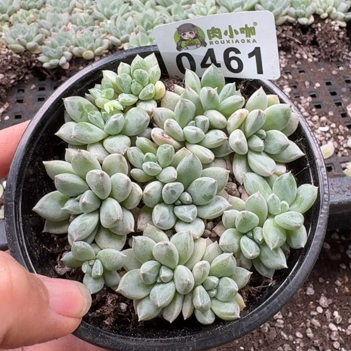 当前无花朵，栽培后可花朵多肉植物多肉植物