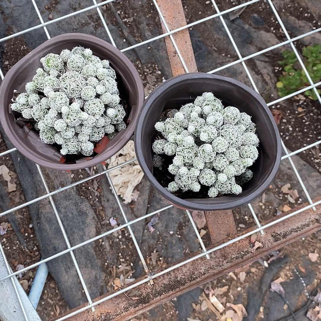 白鸟1颗多肉植物带盆带土