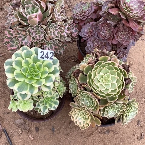 242四颗法师多肉植物