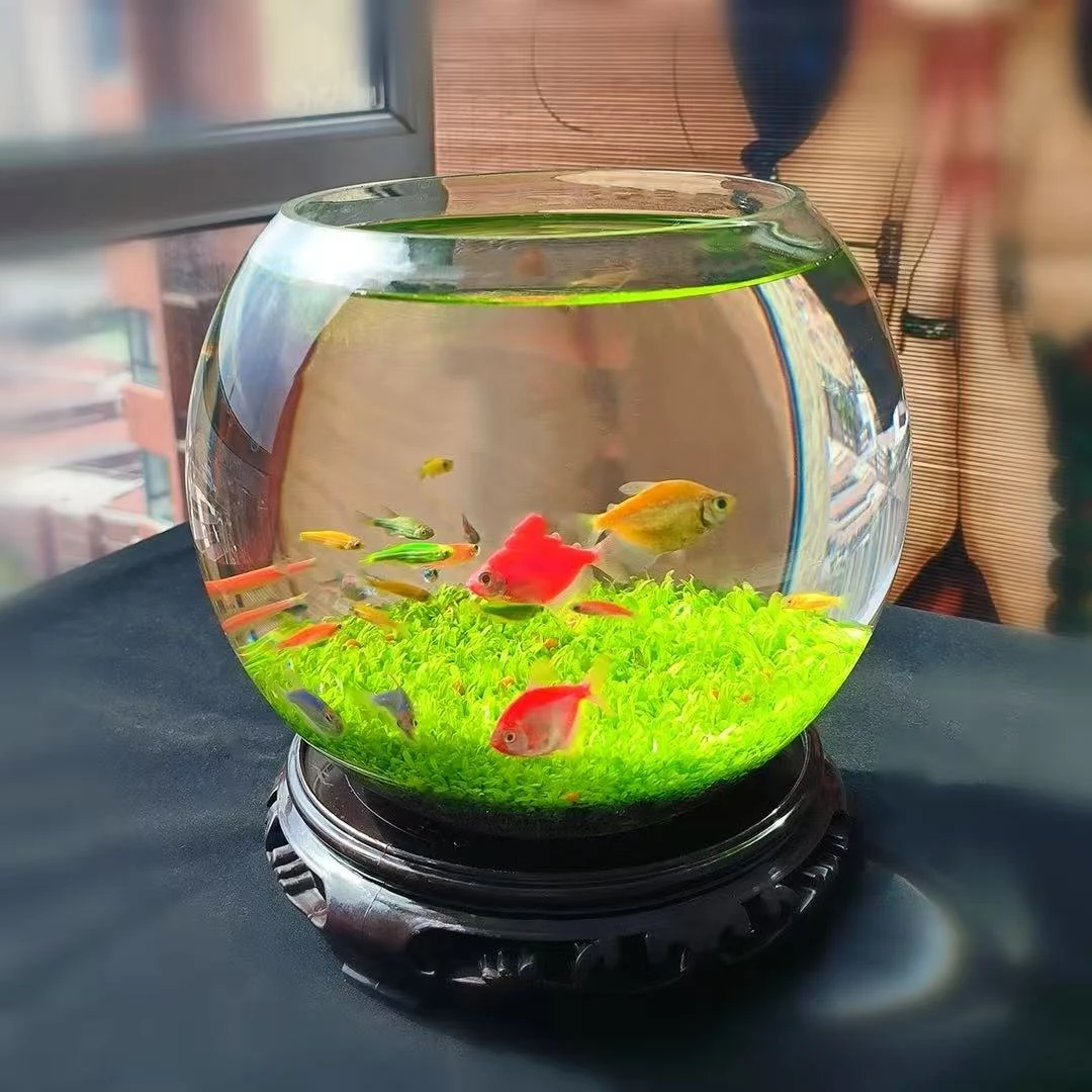 精选水草种子生态鱼缸微景观水培净化水质真草籽鱼缸造景等套餐