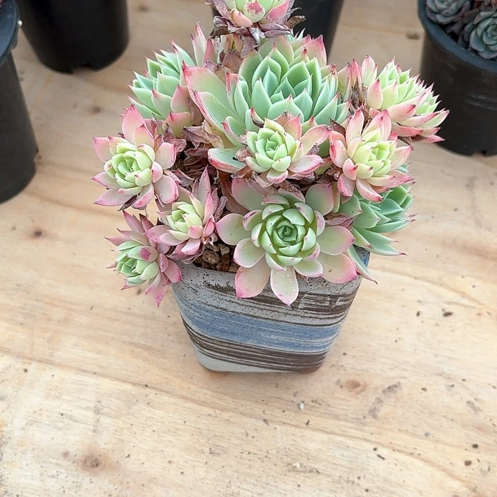 多肉植物，三色景